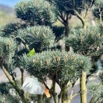 Borovica lesná (Pinus Sylvestris) ´WATERERI´ (-30°C) - výška: 130+ cm, kont. C230L - BONSAJ - STARÝ A VZÁCNY EXEMPLÁR